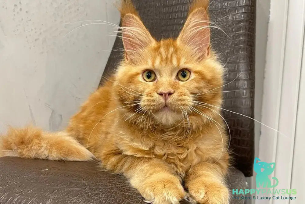 Jaguar Maine Coon male red - live animals