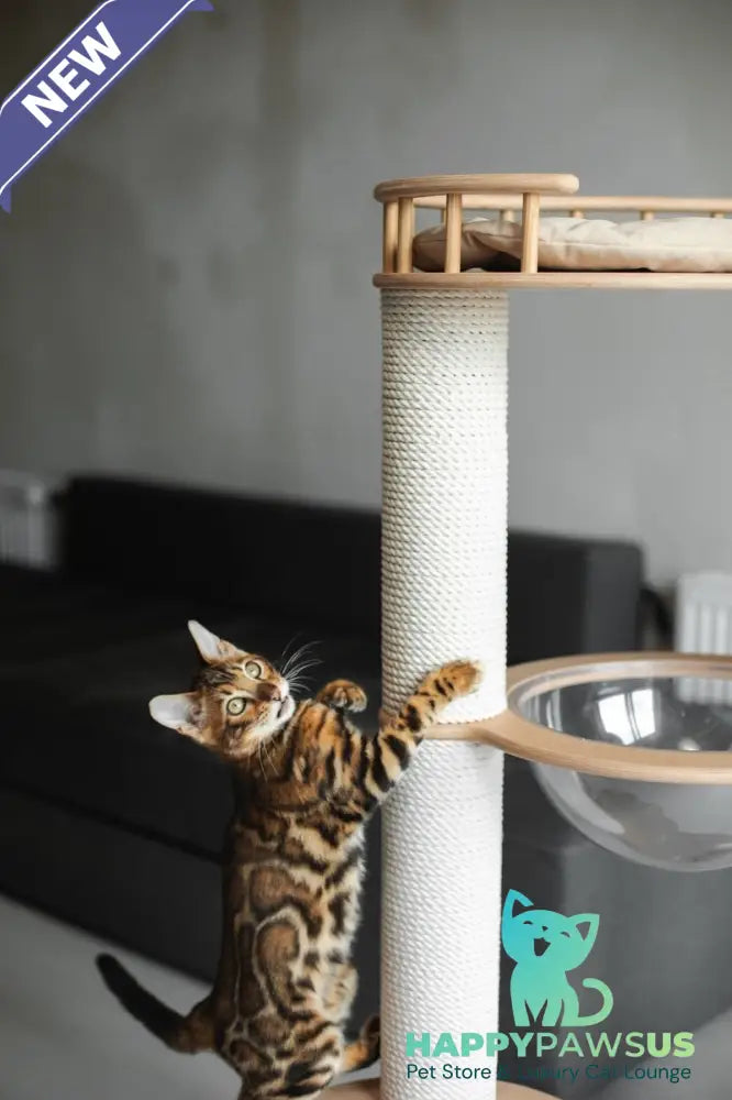 Jaime Bengal male black spotted tabby - live animals