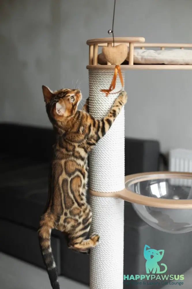 Jaime Bengal male black spotted tabby - live animals