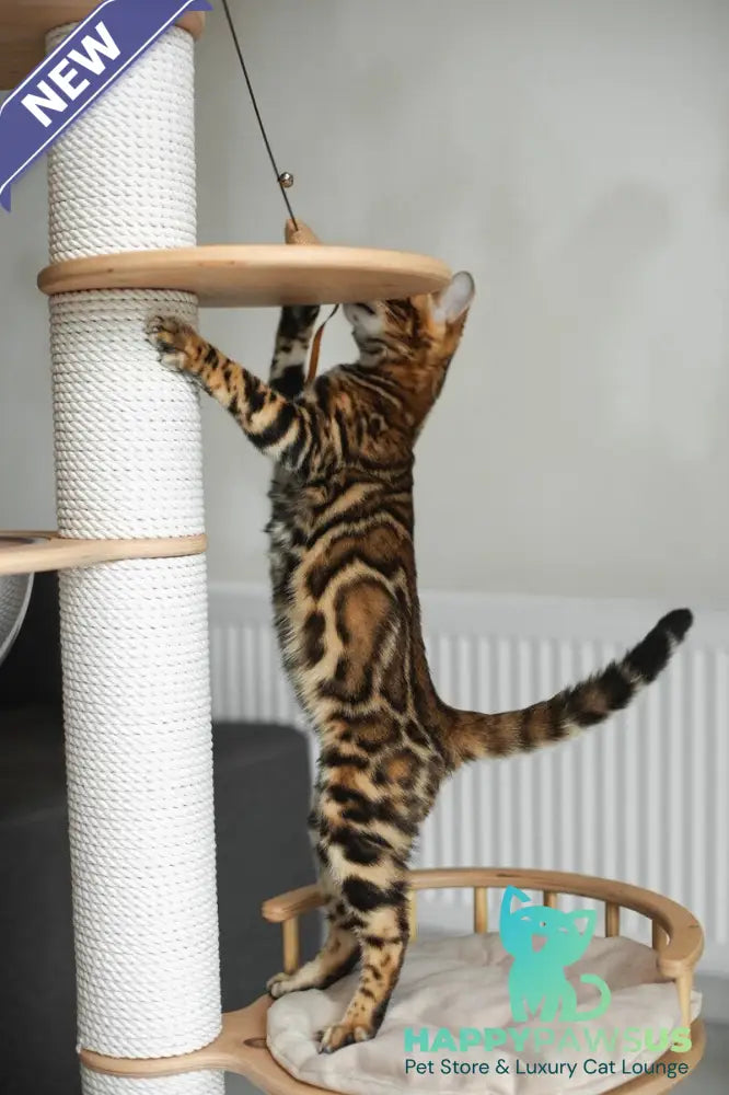 Jaime Bengal male black spotted tabby - live animals