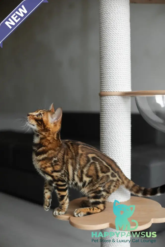 Jaime Bengal male black spotted tabby - live animals