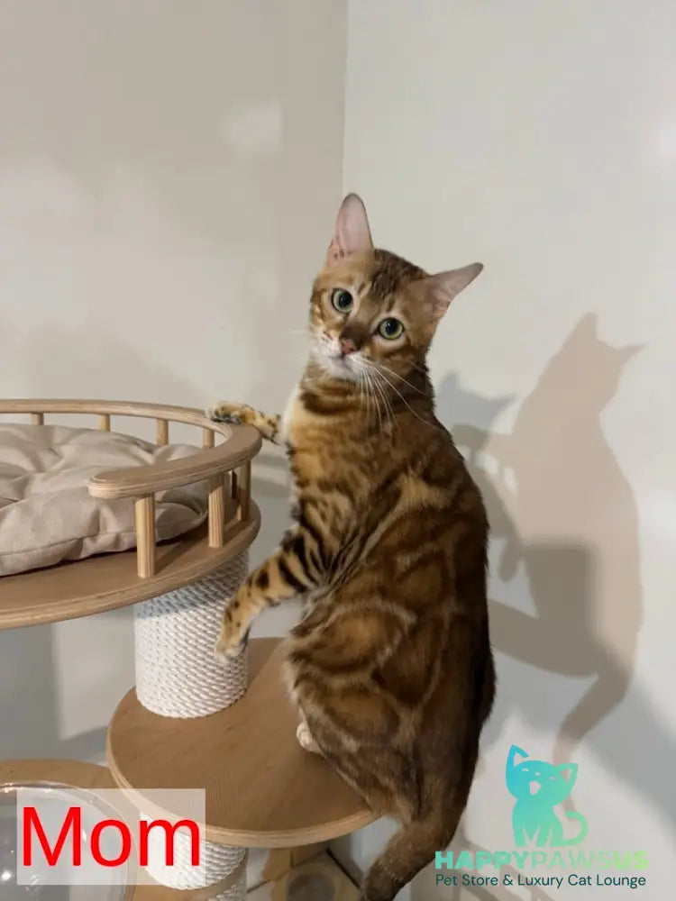 Jaime Bengal male black spotted tabby - live animals