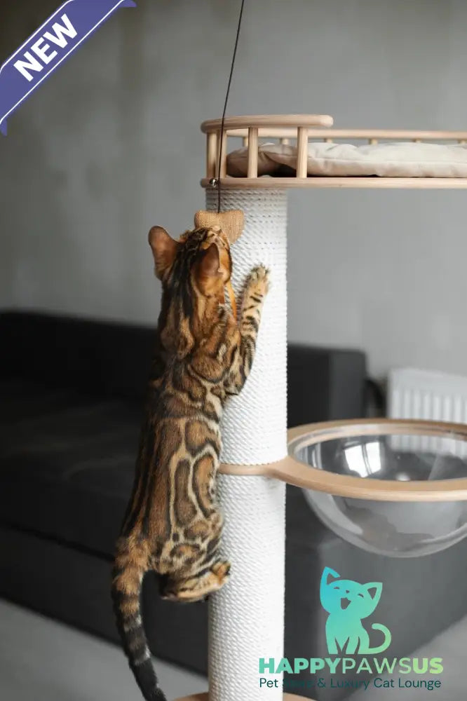 Jaime Bengal male black spotted tabby - live animals