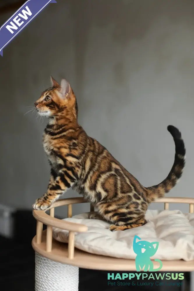 Jaime Bengal male black spotted tabby - live animals