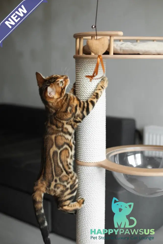 Jaime Bengal male black spotted tabby - live animals