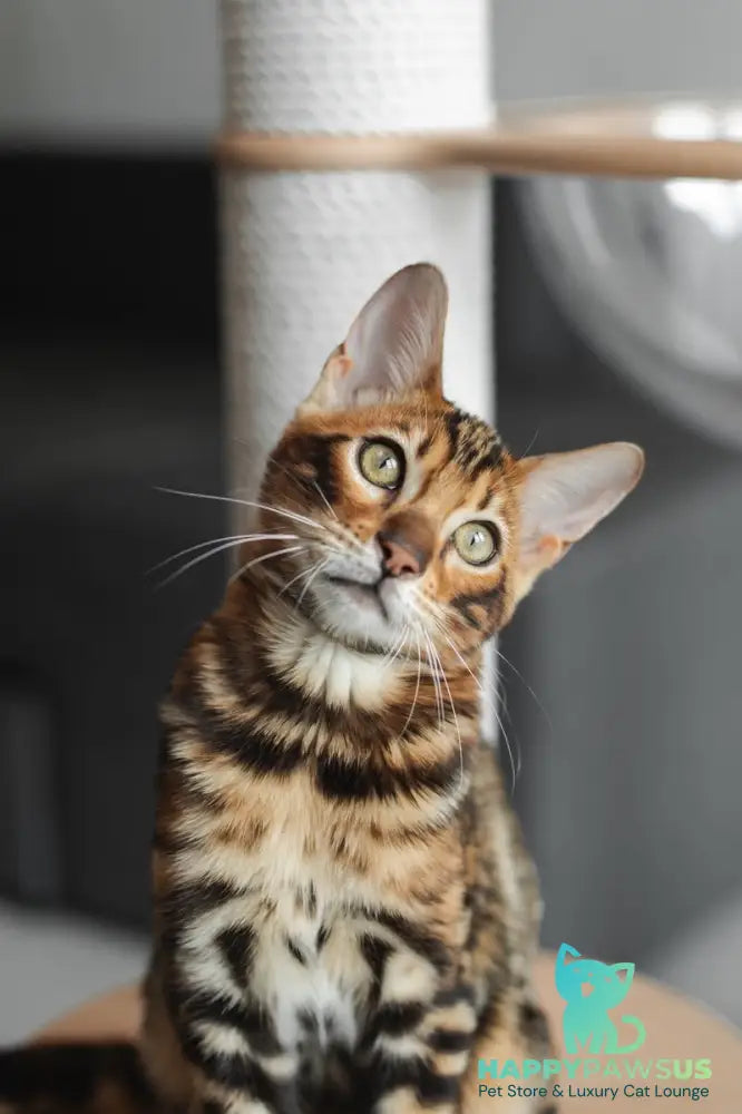 Jaime Bengal male black spotted tabby - live animals
