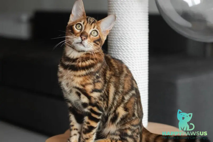Jaime Bengal male black spotted tabby - live animals