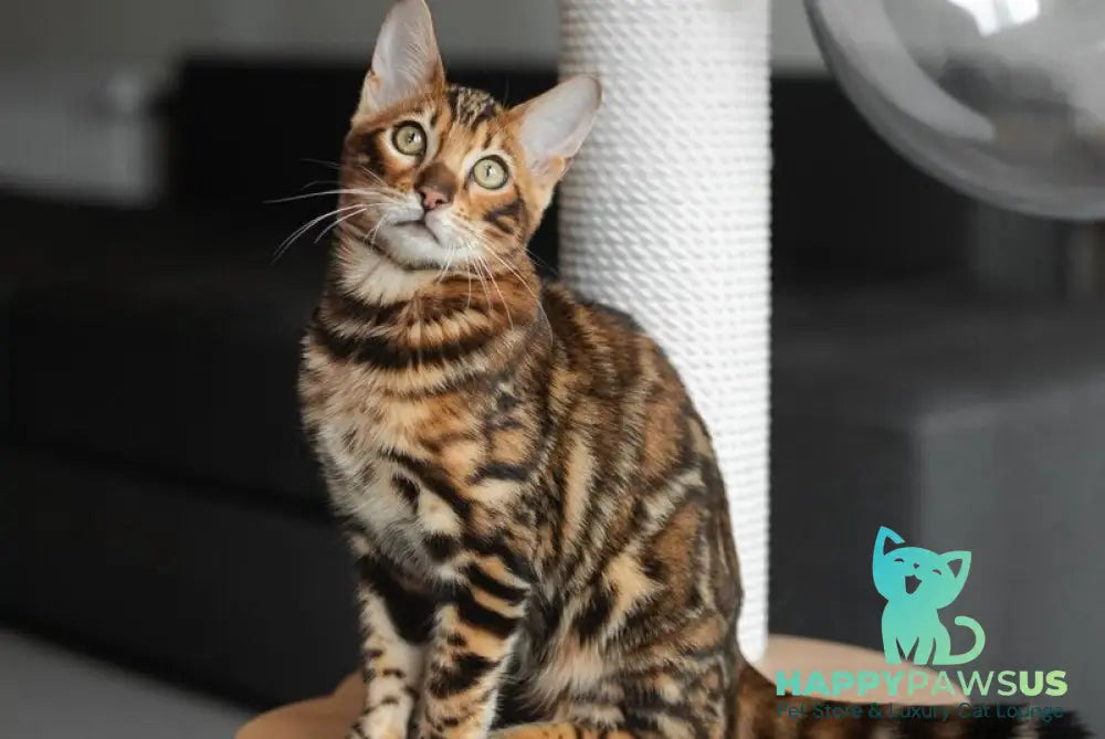 Jaime Bengal male black spotted tabby - live animals