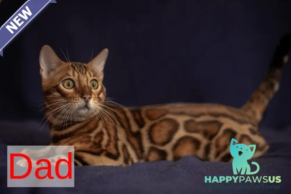 Jaime Bengal male black spotted tabby - live animals