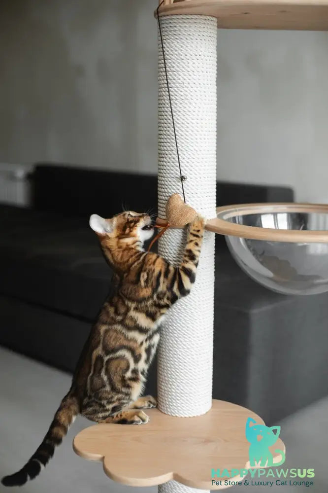 Jaime Bengal male black spotted tabby - live animals