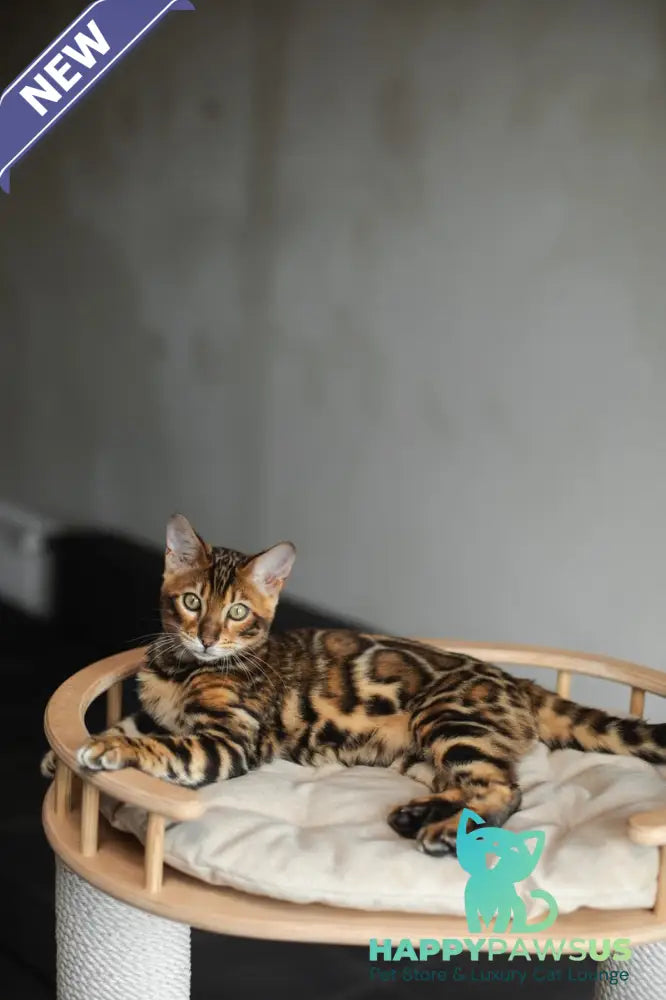Jaime Bengal male black spotted tabby - live animals