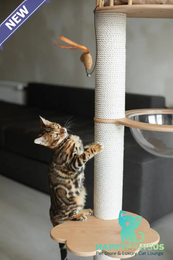 Jaime Bengal male black spotted tabby - live animals