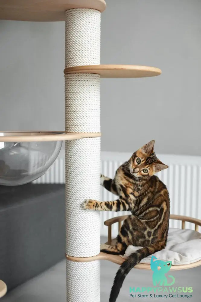 Jaime Bengal male black spotted tabby - live animals