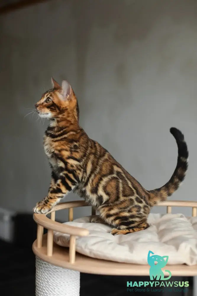 Jaime Bengal male black spotted tabby - live animals