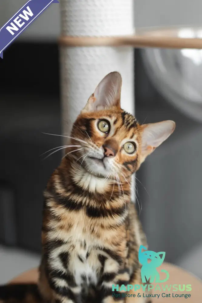 Jaime Bengal male black spotted tabby - live animals