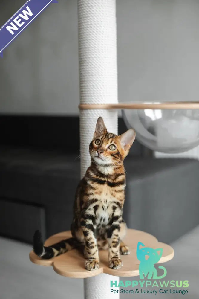 Jaime Bengal male black spotted tabby - live animals
