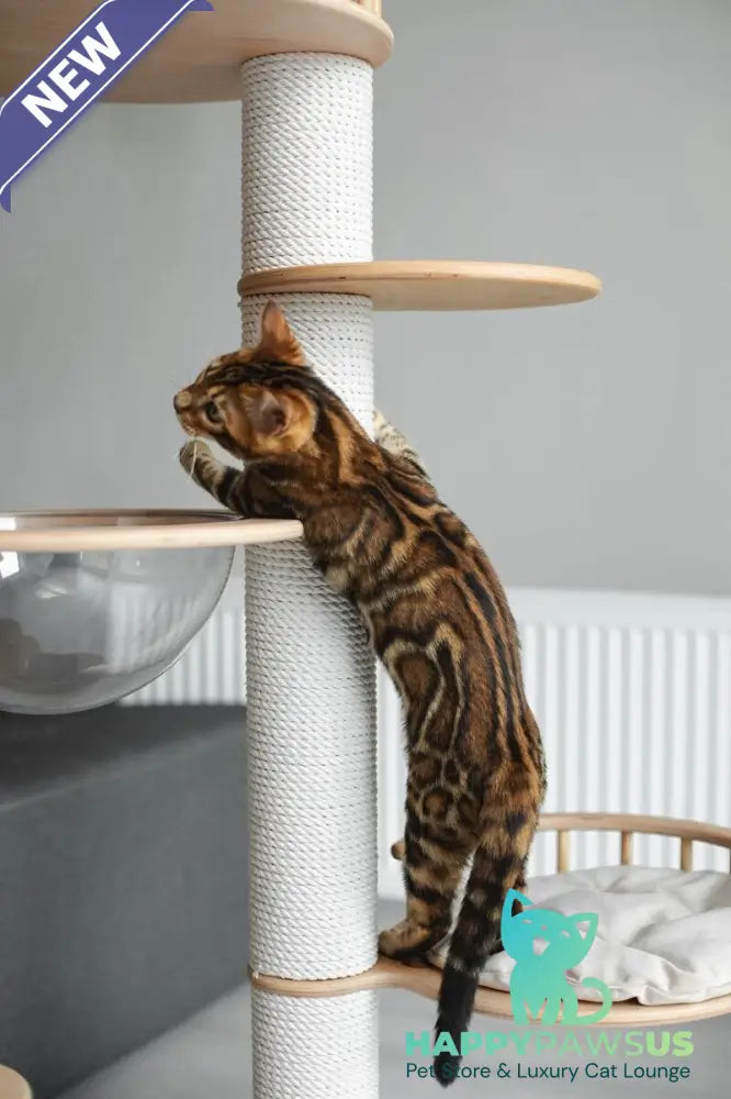 Jaime Bengal male black spotted tabby - live animals