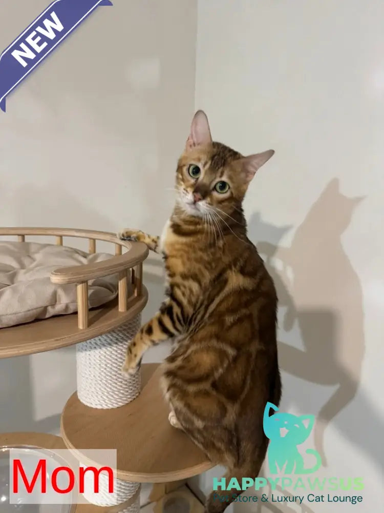 Jaime Bengal male black spotted tabby - live animals