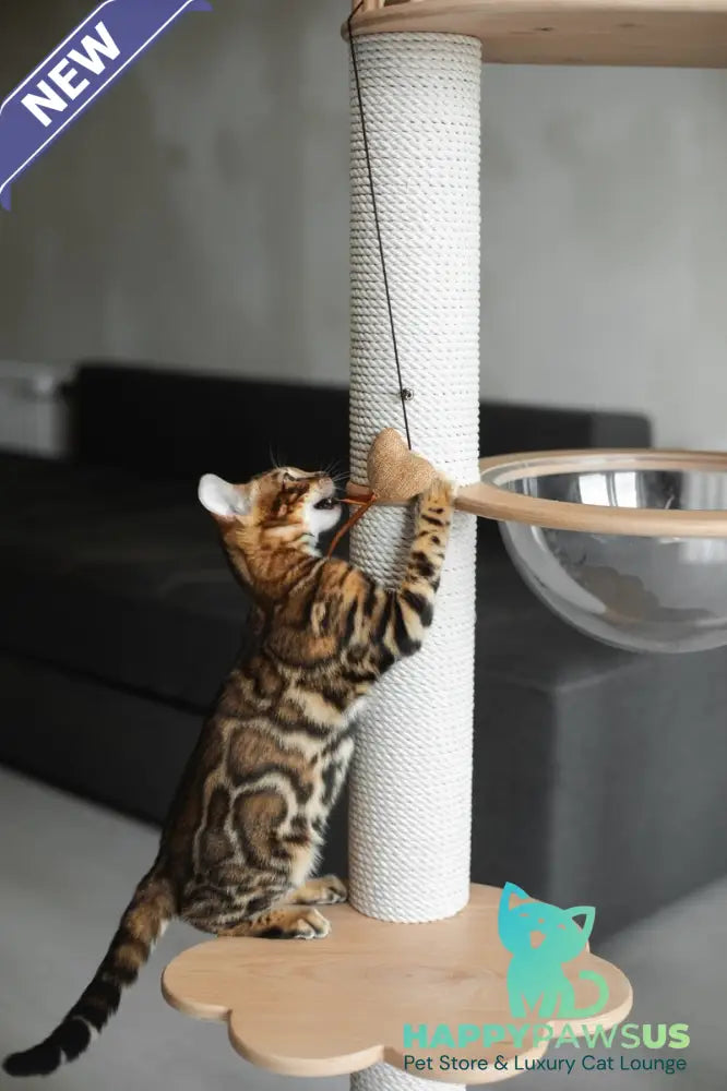 Jaime Bengal male black spotted tabby - live animals