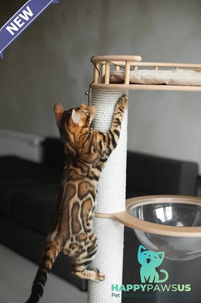Jaime Bengal male black spotted tabby - live animals