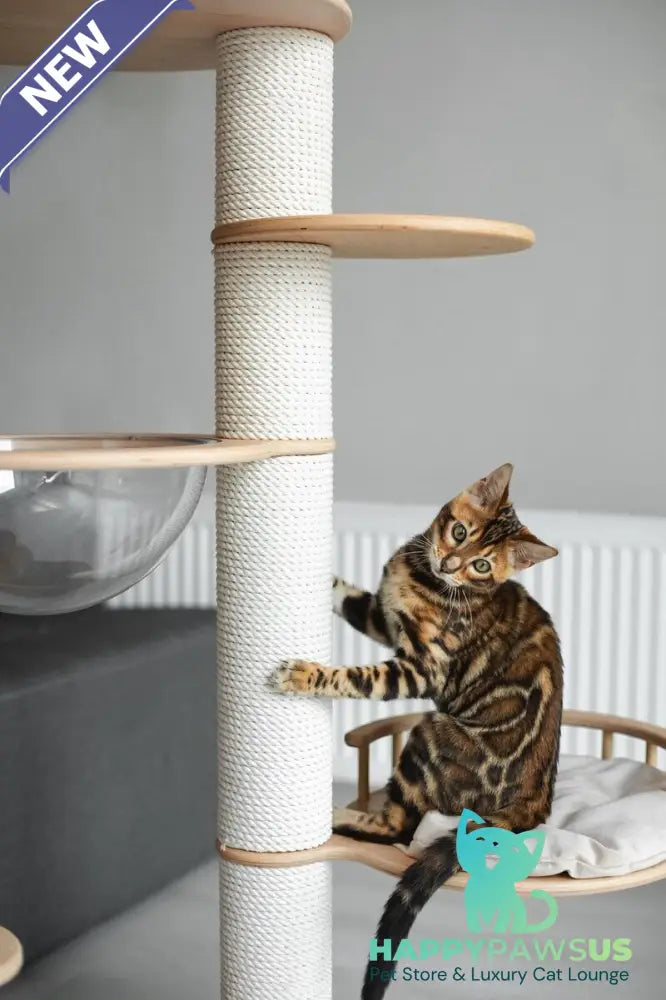 Jaime Bengal male black spotted tabby - live animals