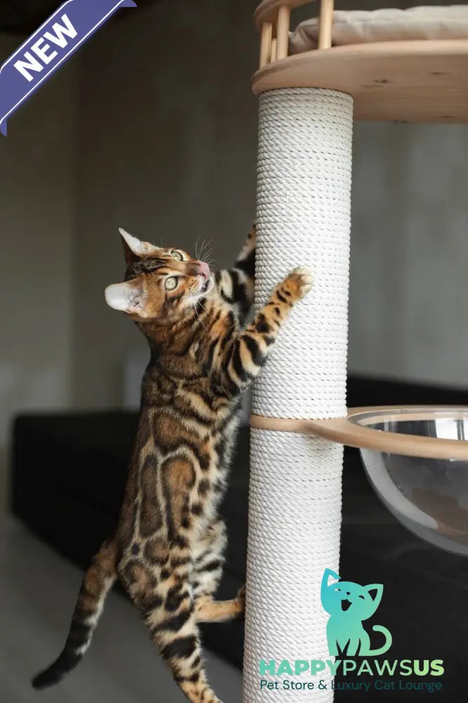Jaime Bengal male black spotted tabby - live animals