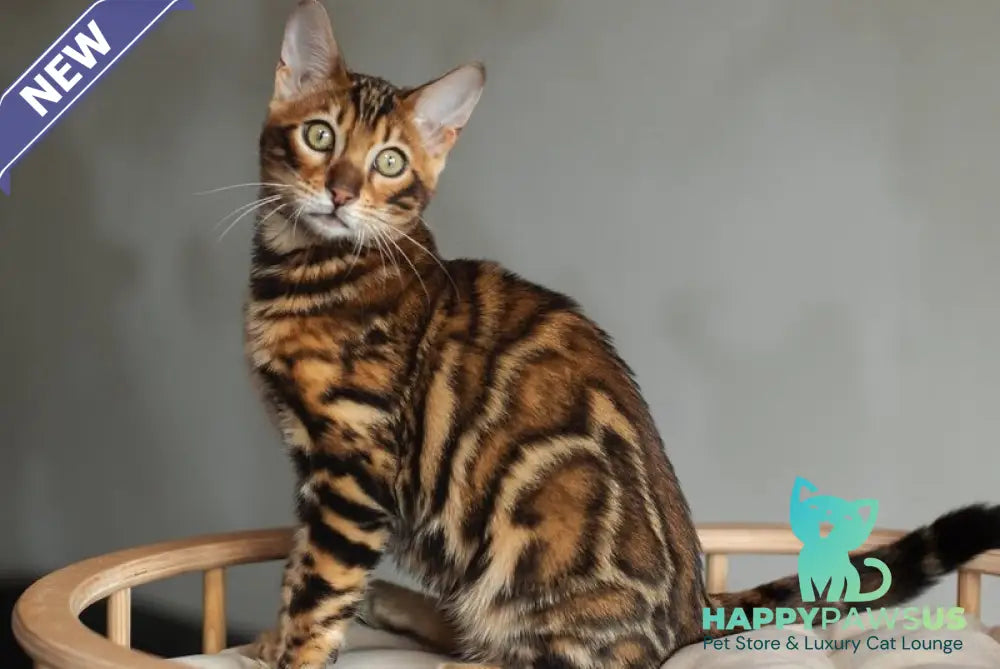 Jaime Bengal male black spotted tabby - live animals