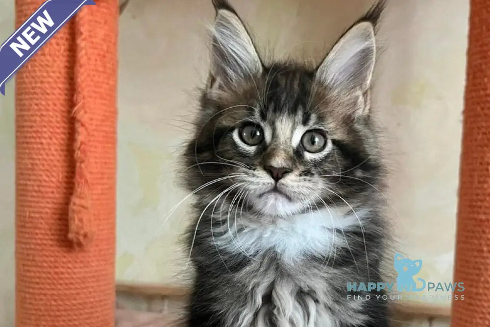 Jaime Maine Coon male black bicolour tabby live animals