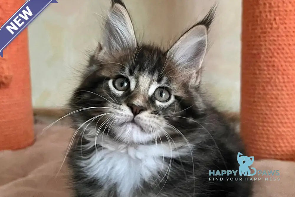 Jaime Maine Coon male black bicolour tabby live animals