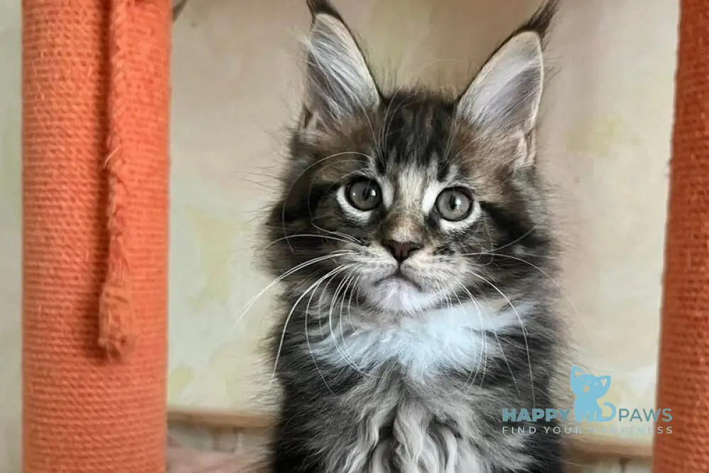 Jaime Maine Coon male black bicolour tabby live animals