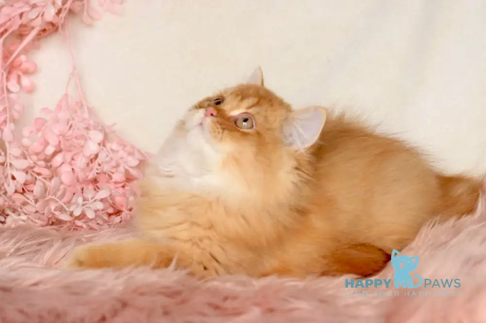 Jak British Shorthair male red golden chinchilla live animals