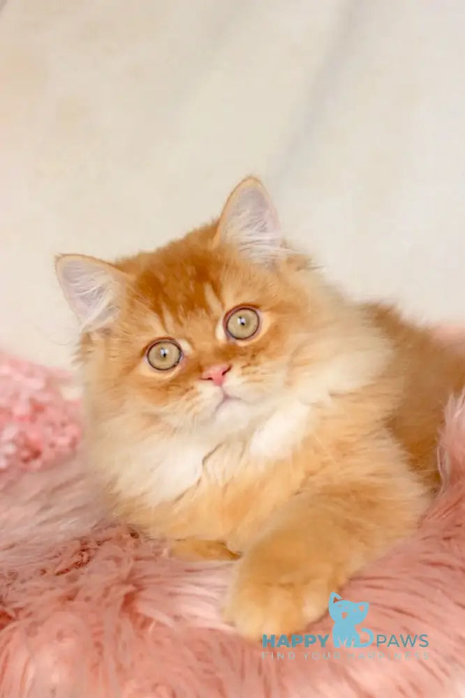 Jak British Shorthair male red golden chinchilla live animals