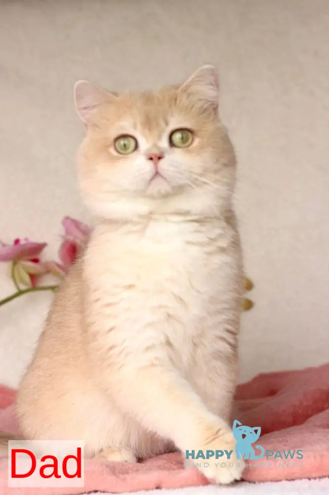 Jak British Shorthair male red golden chinchilla live animals