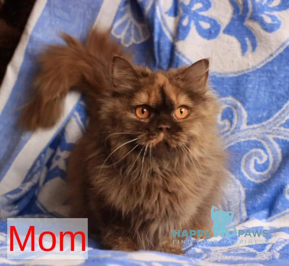 Jak British Shorthair male red golden chinchilla live animals