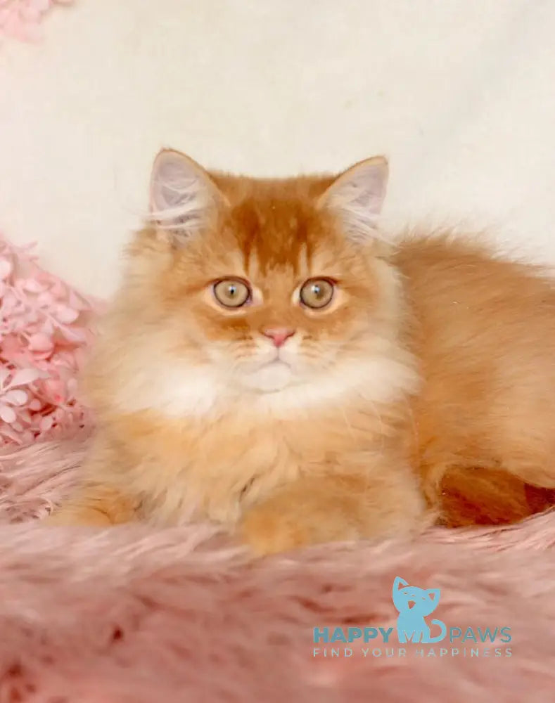 Jak British Shorthair male red golden chinchilla live animals