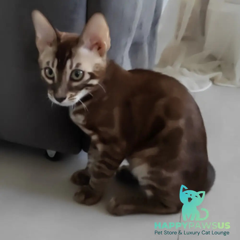 Jake Bengal male black amber spotted tabby pointed - live animals