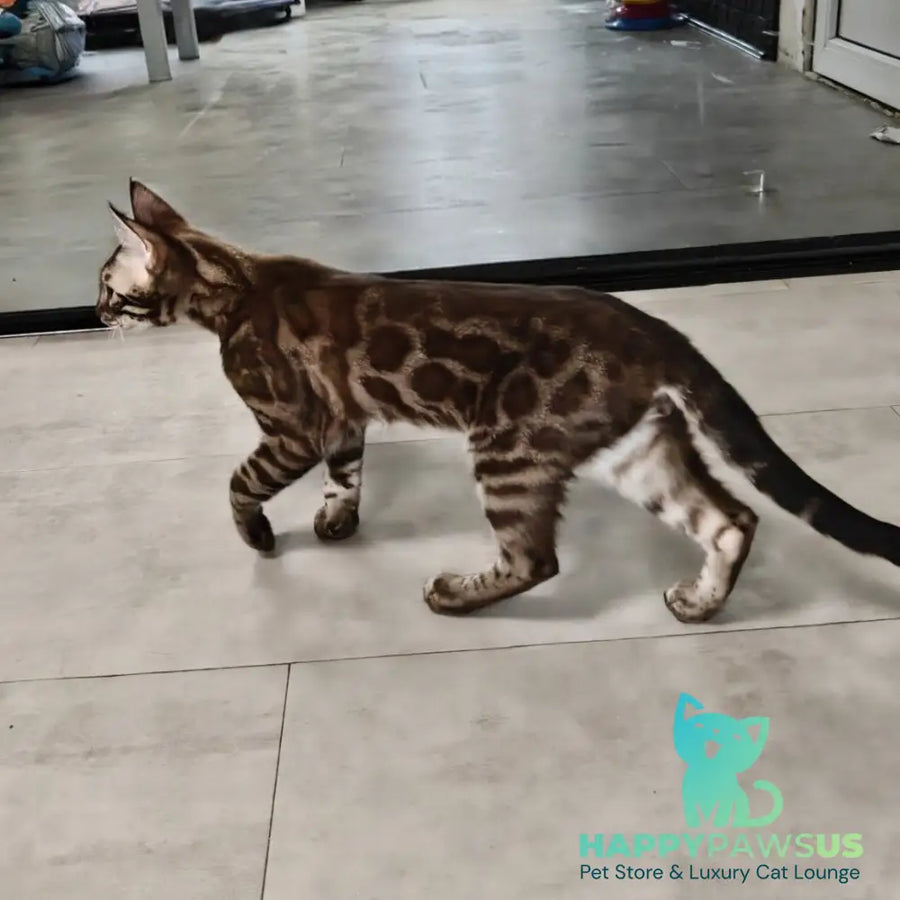 Jake Bengal male black amber spotted tabby pointed - live animals