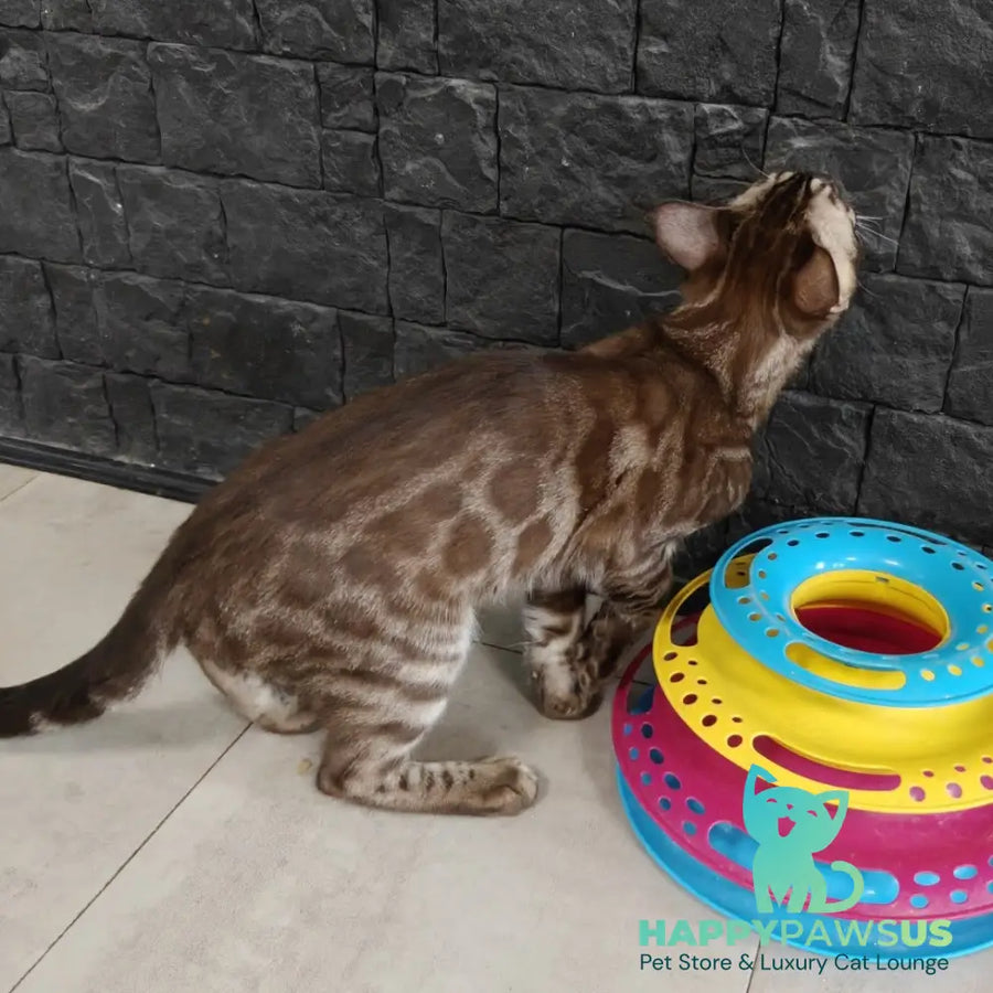 Jake Bengal male black amber spotted tabby pointed - live animals