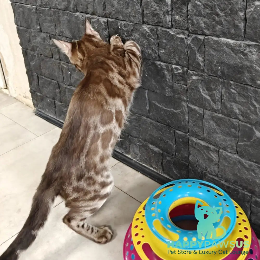 Jake Bengal male black amber spotted tabby pointed - live animals