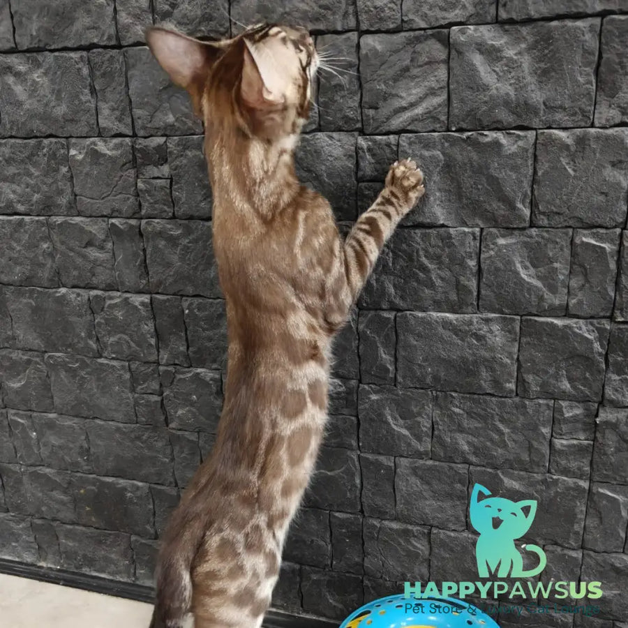 Jake Bengal male black amber spotted tabby pointed - live animals