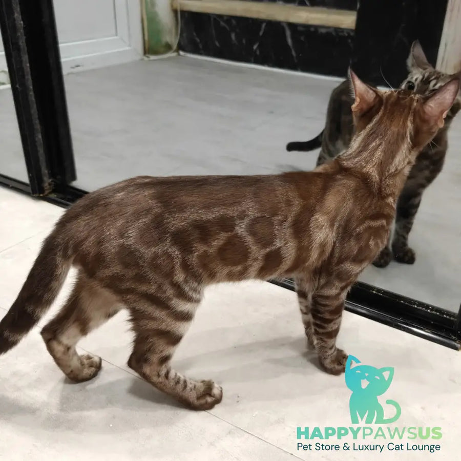 Jake Bengal male black amber spotted tabby pointed - live animals