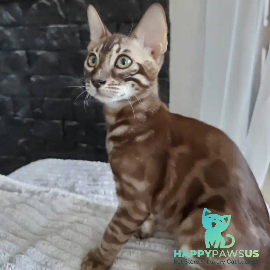 Jake Bengal male black amber spotted tabby pointed - live animals