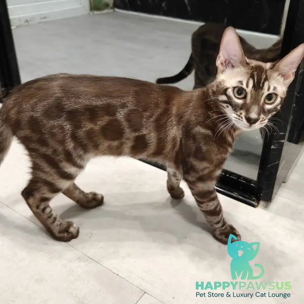 Jake Bengal male black amber spotted tabby pointed - live animals