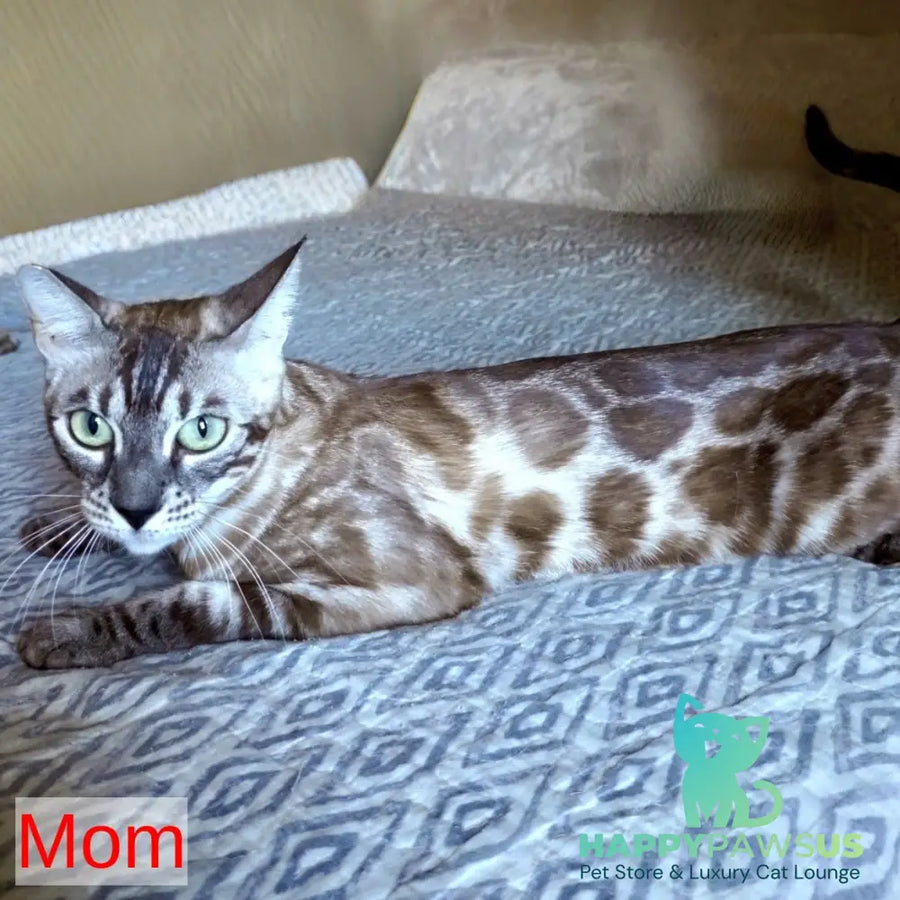 Jake Bengal male black amber spotted tabby pointed - live animals