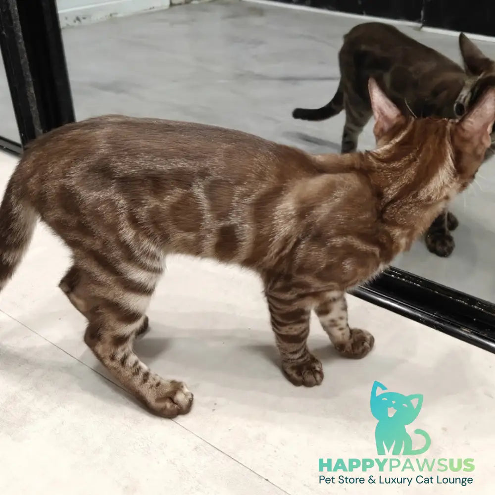 Jake Bengal male black amber spotted tabby pointed - live animals