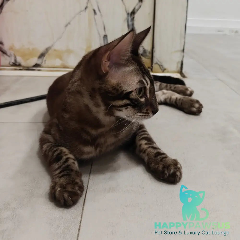 Jake Bengal male black amber spotted tabby pointed - live animals