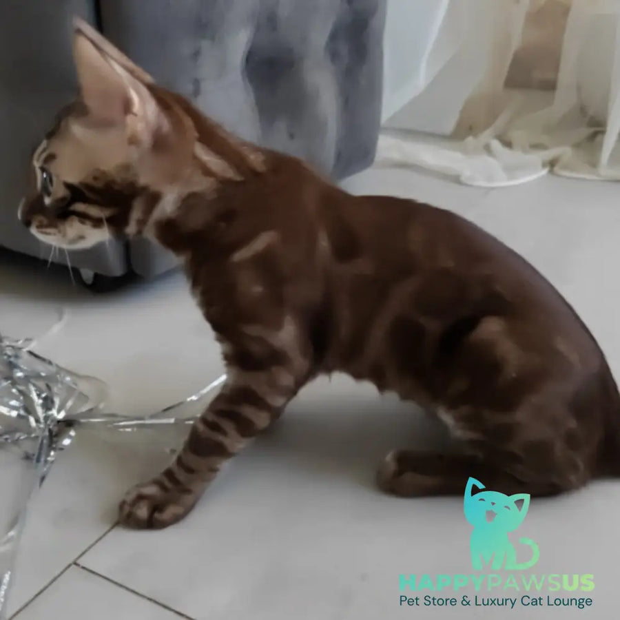 Jake Bengal male black amber spotted tabby pointed - live animals