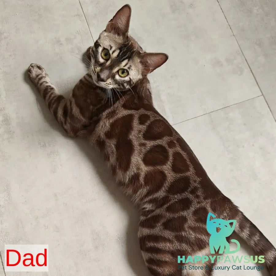 Jake Bengal male black amber spotted tabby pointed - live animals