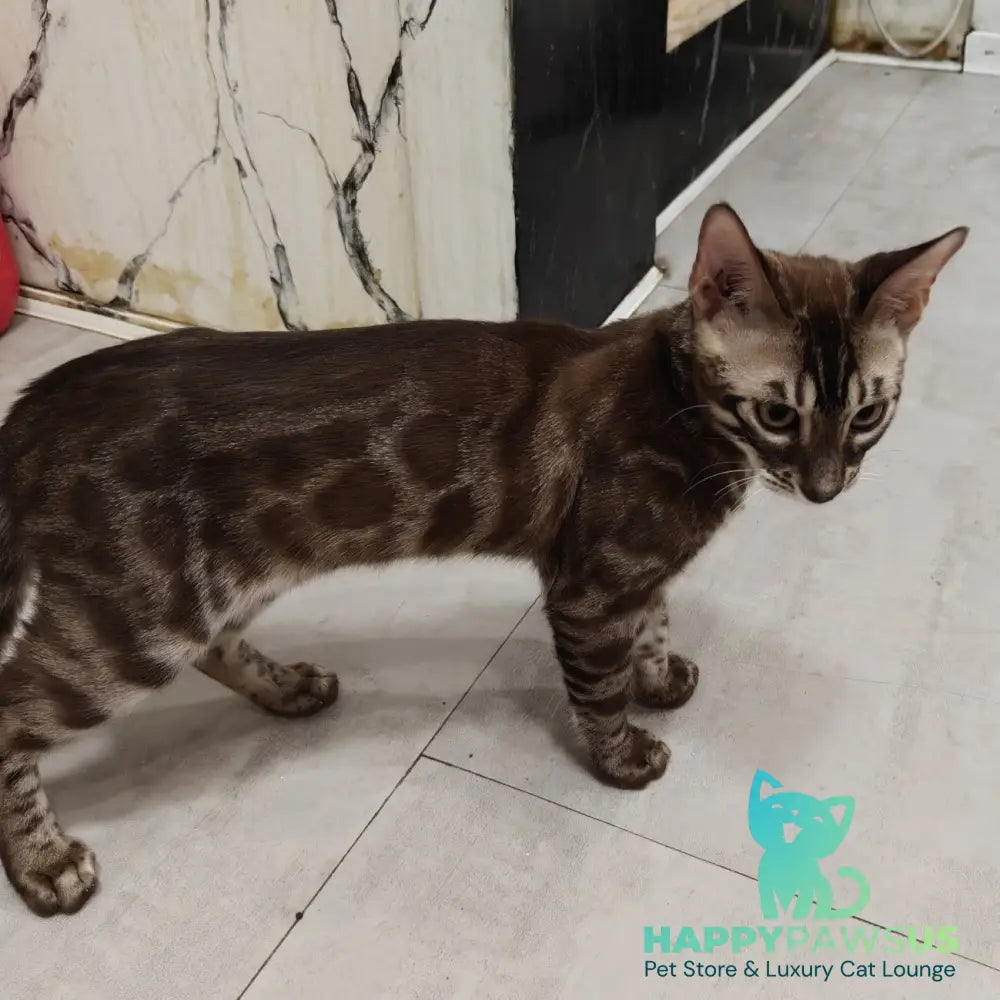 Jake Bengal male black amber spotted tabby pointed - live animals