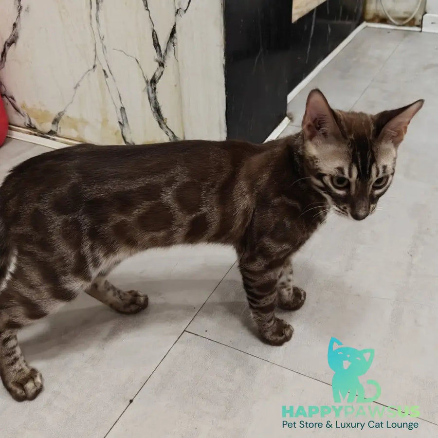 Jake Bengal male black amber spotted tabby pointed - live animals